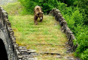 הדובים החומים של צפון יוון